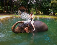 The grey giants Elephant bathing and Waterfall Image 1